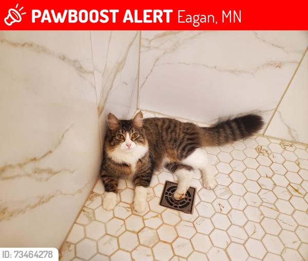 Lost Female Cat last seen Woodland path, Eagan, MN 55123