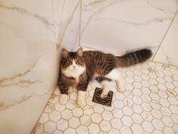 Lost Female Cat last seen Woodland path, Eagan, MN 55123