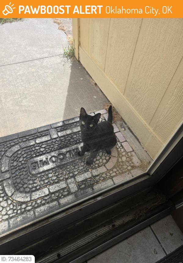 Found/Stray Unknown Cat last seen Seven eleven, Oklahoma City, OK 73139