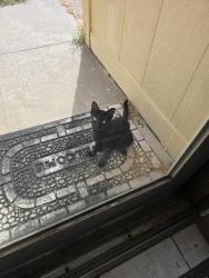 Found/Stray Unknown Cat last seen Seven eleven, Oklahoma City, OK 73139