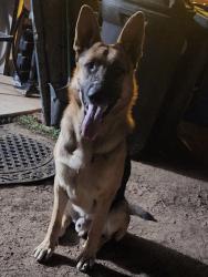 Reunited Male Dog last seen Navajo and Bear Valley Rd, Apple Valley, CA 92307