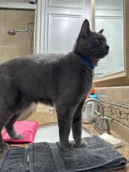 Reunited Male Cat last seen Meridian Drive and Blossom Hill, San Jose, CA 95118