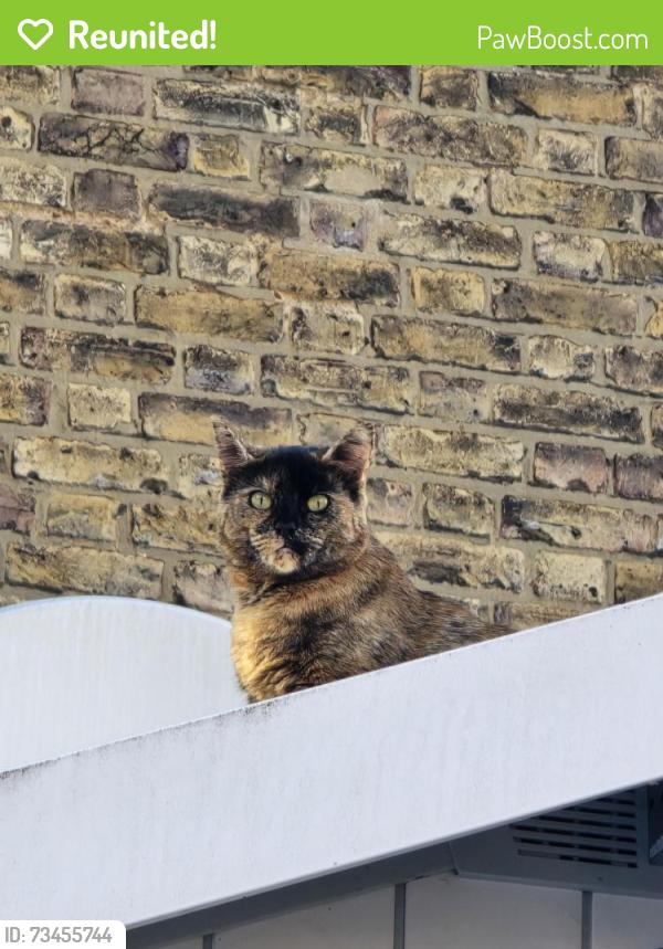 Reunited Female Cat last seen Burges Road, E6 2BJ, Greater London, England E6 2BJ