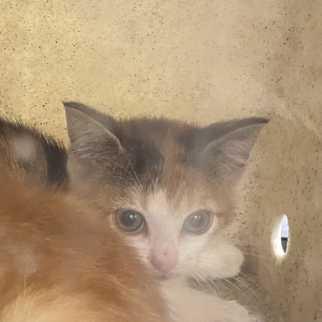 Shelter Stray Female Cat last seen , Animal Care & Control Team of Philly, 111 W Hunting Park Ave, Philadelphia, PA 19140, USA