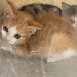 Shelter Stray Male Cat last seen , Animal Care & Control Team of Philly, 111 W Hunting Park Ave, Philadelphia, PA 19140, USA