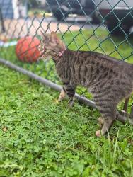 Reunited Female Cat last seen Grapevine Rd, Levittown, PA 19057, USA, Levittown, PA 19057