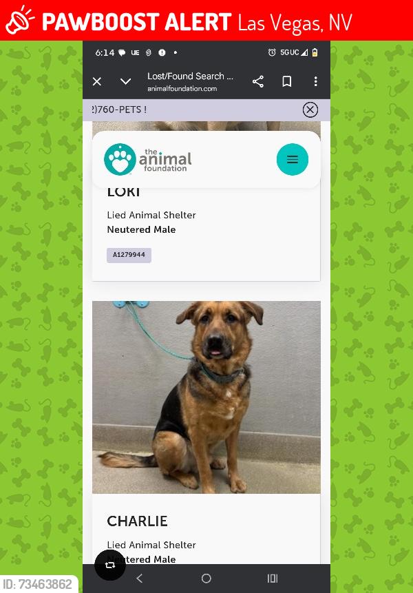 Lost Male Dog last seen Jones smokeranch, Las Vegas, NV 89108