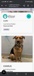 Lost Male Dog last seen Jones smokeranch, Las Vegas, NV 89108