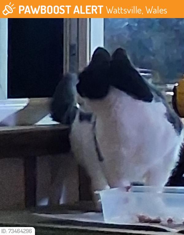 Found/Stray Unknown Cat last seen Machine Mountain, Machen, Wales NP11 6DR