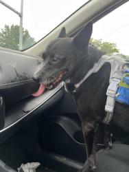 Found/Stray Female Dog last seen Near rr, Austin, TX 78726