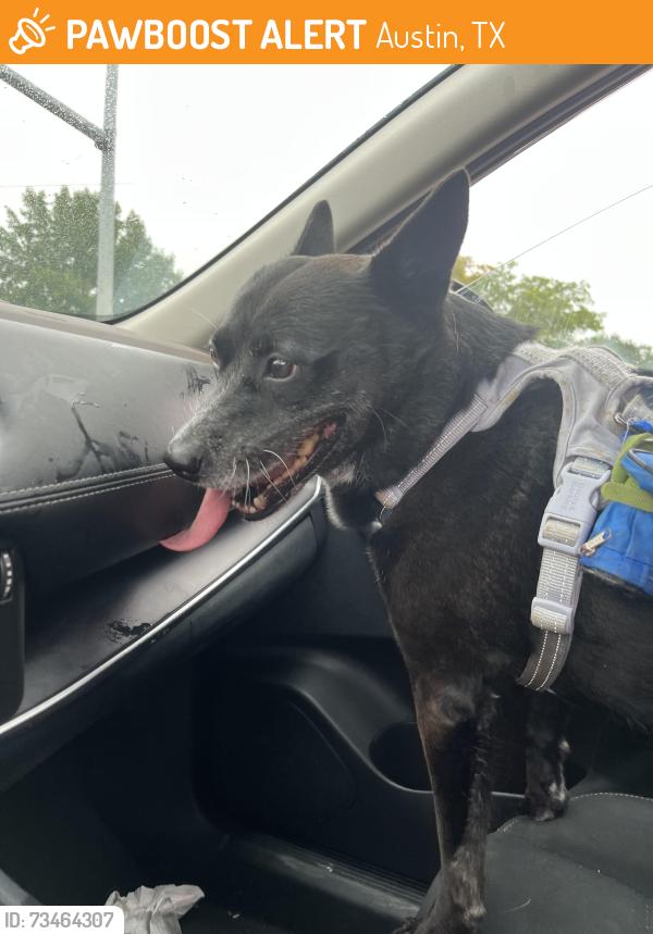 Found/Stray Female Dog last seen Near rr, Austin, TX 78726