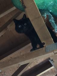 Found/Stray Unknown Cat last seen Dartmouth and chambers, Aurora, CO 80013