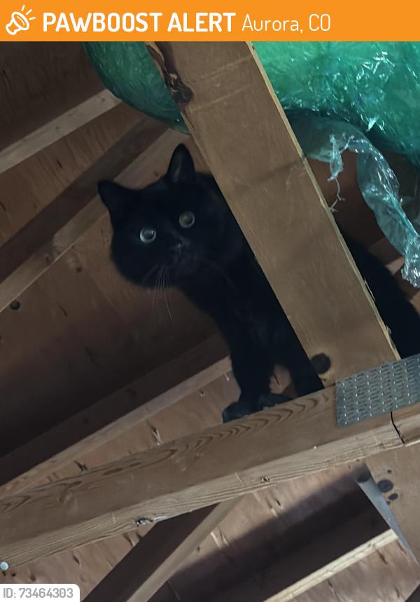 Found/Stray Unknown Cat last seen Dartmouth and chambers, Aurora, CO 80013