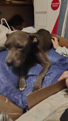 Reunited Male Dog last seen Neighborhood behind Atwoods off Loop 323, Tyler, TX 75702