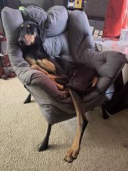 Reunited Female Dog last seen Near S CEDAR AVE, Yuma, AZ 85365