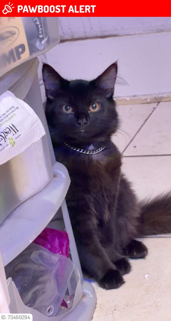 Lost Male Cat last seen Reighton Road, Greater London, England E5 8SG
