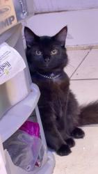 Lost Male Cat last seen Reighton Road, Greater London, England E5 8SG