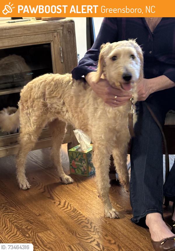Found/Stray Female Dog last seen Briddford Pkwy @ Hilltop Rd, Greensboro, NC 27407