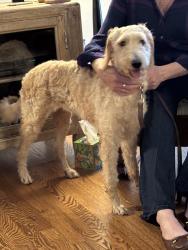 Found/Stray Female Dog last seen Briddford Pkwy @ Hilltop Rd, Greensboro, NC 27407
