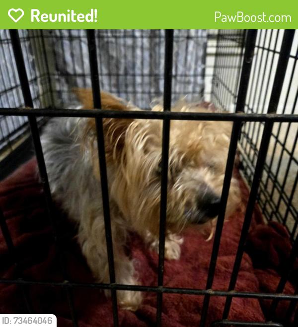 Reunited Female Dog last seen Eastcape ln and el toro WebsterTX, Webster, TX 77598