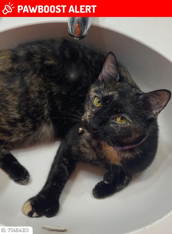 Lost Female Cat last seen 1st St and 49th Ave, Vero Beach South, FL 32968