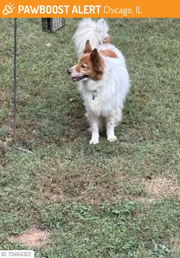 Found/Stray Male Dog last seen Ashborne dr, Chicago, IL 60660