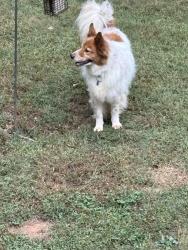 Found/Stray Male Dog last seen Ashborne dr, Chicago, IL 60660
