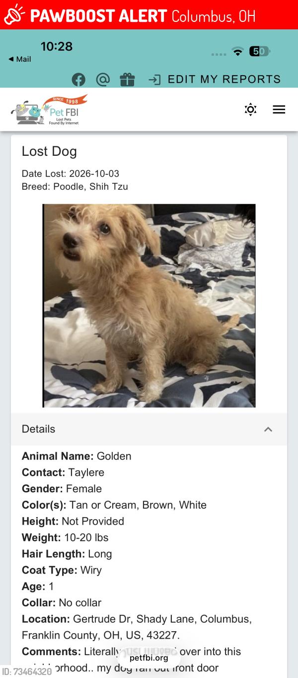 Lost Female Dog last seen Main st country club, Columbus, OH 43227