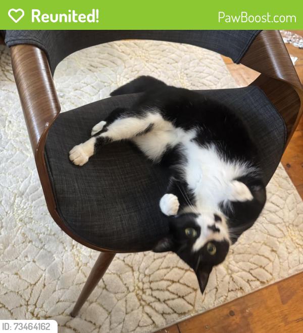 Reunited Female Cat last seen Main St, Groton, MA 01450, USA, Groton, MA 01450