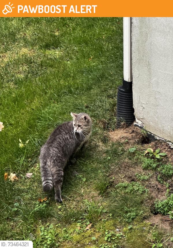 Found/Stray Unknown Cat last seen West Lake Rd /Harmony and Commodore, Millcreek Township, PA 16505