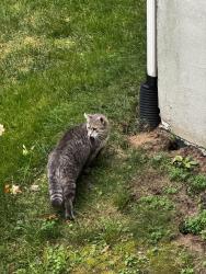 Found/Stray Unknown Cat last seen West Lake Rd /Harmony and Commodore, Millcreek Township, PA 16505