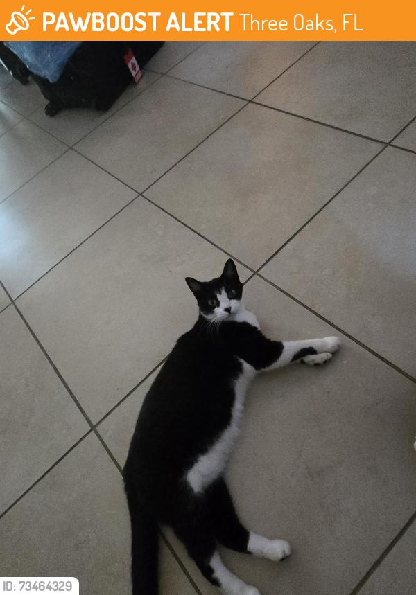 Found/Stray Unknown Cat last seen Roundstone Circle, Three Oaks, FL 33967