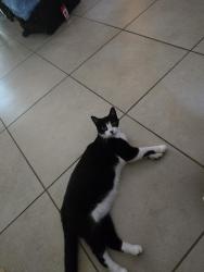 Found/Stray Unknown Cat last seen Roundstone Circle, Three Oaks, FL 33967