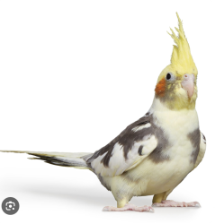 Lost Unknown Bird last seen Foothill & Michillinda, Pasadena, CA 91107