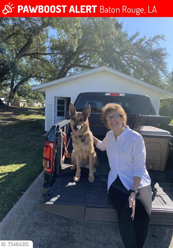 Lost Female Dog last seen Oneal lane, Baton Rouge, LA 70817