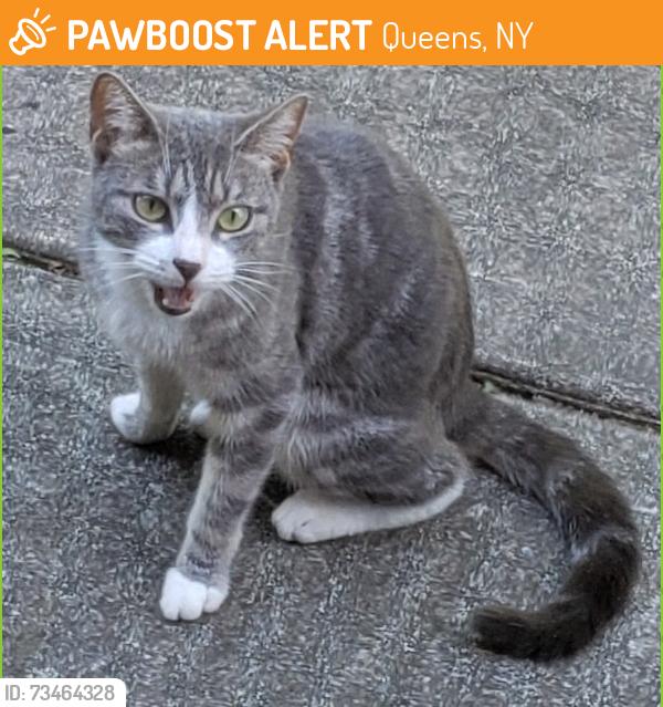 Found/Stray Unknown Cat last seen 115th Avenue, Queens, NY 11411