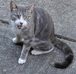 Found/Stray Unknown Cat last seen 115th Avenue, Queens, NY 11411
