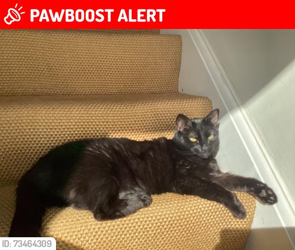 Lost Female Cat last seen Ashbourne Road L17 9QJ, Merseyside, England L17 9QJ
