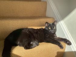 Lost Female Cat last seen Ashbourne Road L17 9QJ, Merseyside, England L17 9QJ
