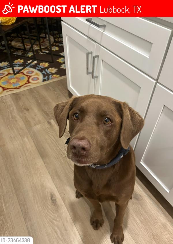 Lost Male Dog last seen 114th st on quacker, Lubbock, TX 79424