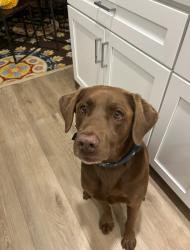 Lost Male Dog last seen 114th st on quacker, Lubbock, TX 79424