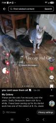 Lost Male Cat last seen Willimet, Hayward, CA 94544