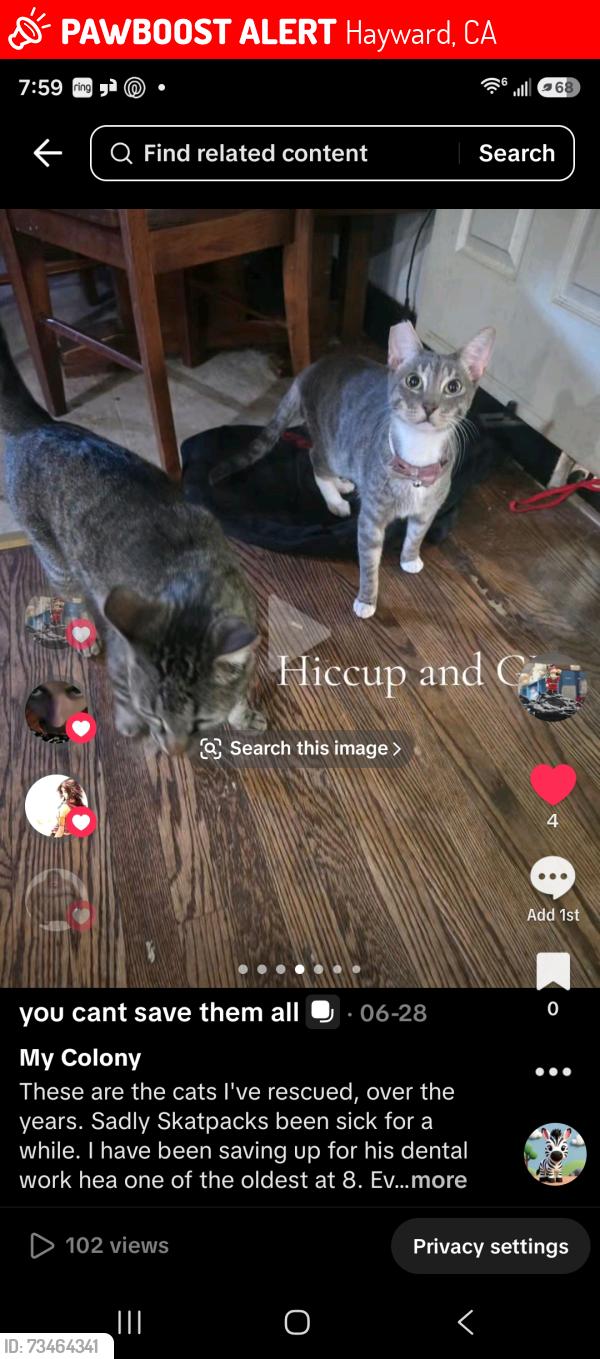 Lost Male Cat last seen Willimet, Hayward, CA 94544
