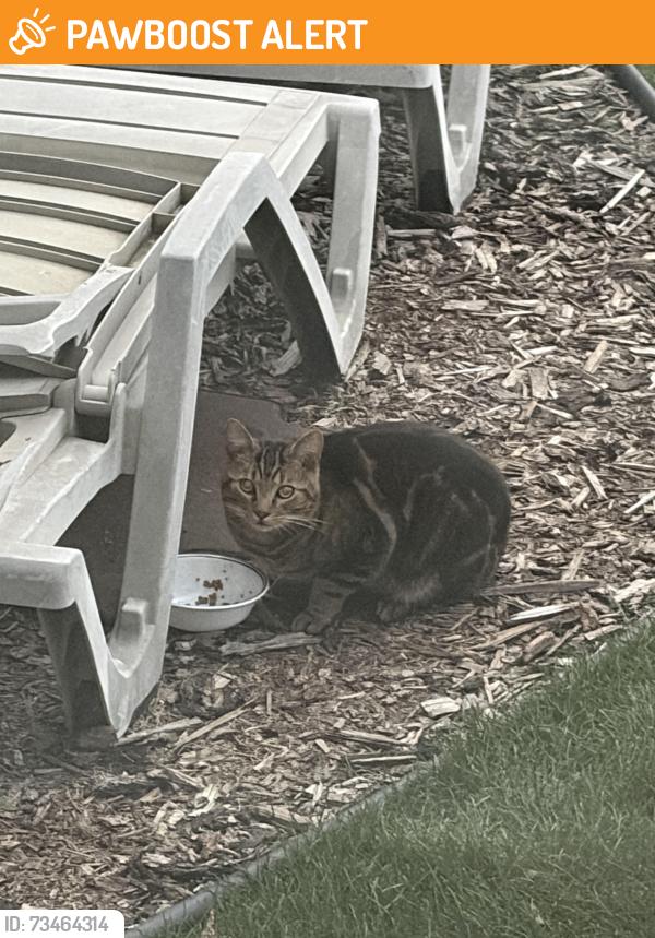 Found/Stray Male Cat last seen Forest Ridge, Fort Saskatchewan, AB 