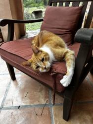 Found/Stray Male Cat last seen FM150 at Grande st, Driftwood, TX 78619