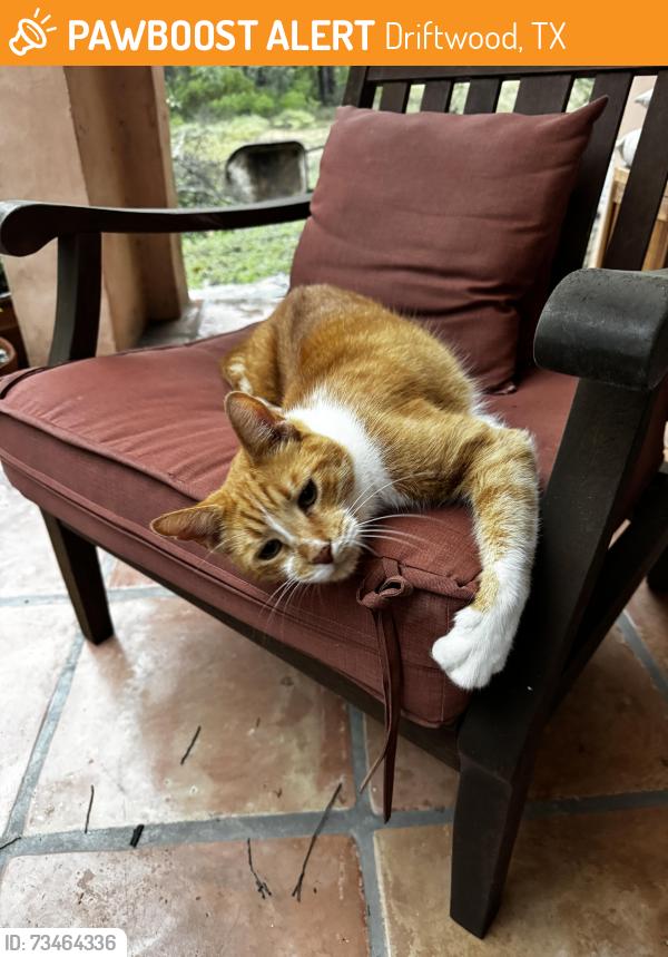 Found/Stray Male Cat last seen FM150 at Grande st, Driftwood, TX 78619