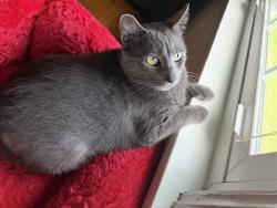 Lost Female Cat last seen Brainerd hills, Chattanooga, TN 37421