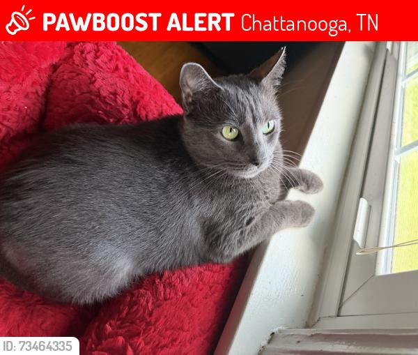 Lost Female Cat last seen Brainerd hills, Chattanooga, TN 37421