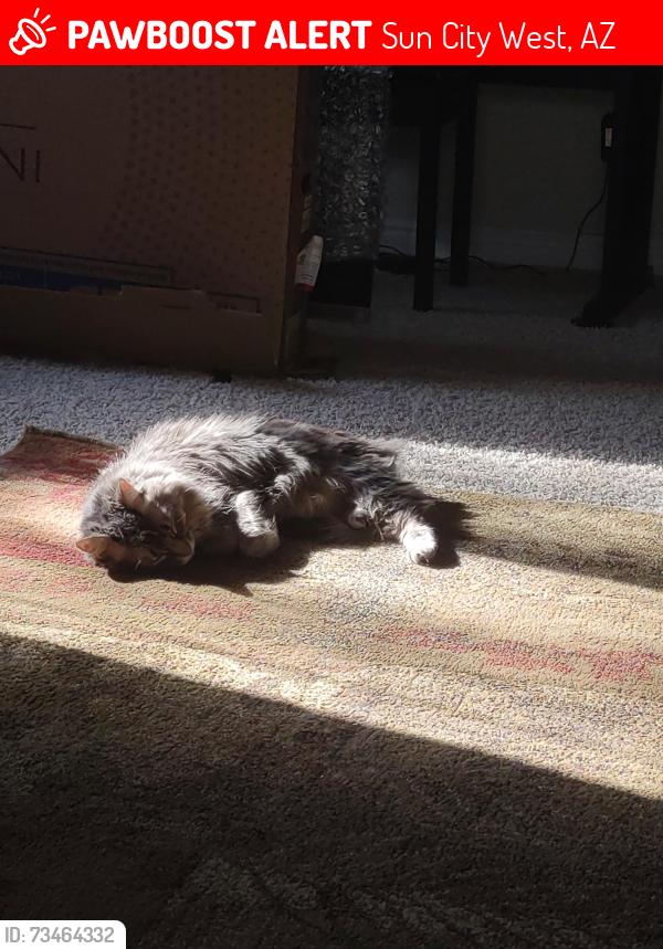 Lost Female Cat last seen Echo Mesa drive and w Springdale, Sun City West, AZ 85375