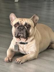 Lost Male Dog last seen Near sw 135th Ave, Miami,FL 33177, Miami, FL 33177